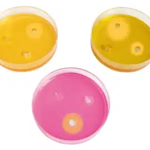Antibiogram-simuleringssæt til universitetet: Tre petriskåle med gul og pink agar samt tre antibiotikaskiver med hæmningszoner.