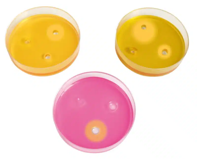 Antibiogram-simuleringssæt til universitetet: Tre petriskåle med gul og pink agar samt tre antibiotikaskiver med hæmningszoner.