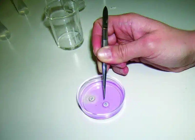 En hånd bruger en pincet over en petriskål fra Antibiogram-simuleringssæt til universitetet; et klart bægerglas står i nærheden.