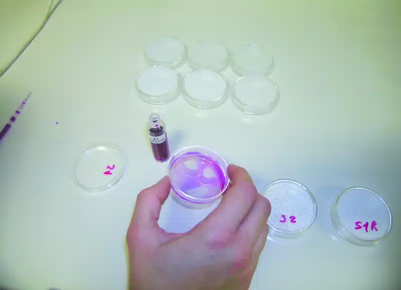 En hånd holder en Antibiogram-simuleringssæt til universitetet petriskål med lilla væske over et bord med prøver og et hætteglas.