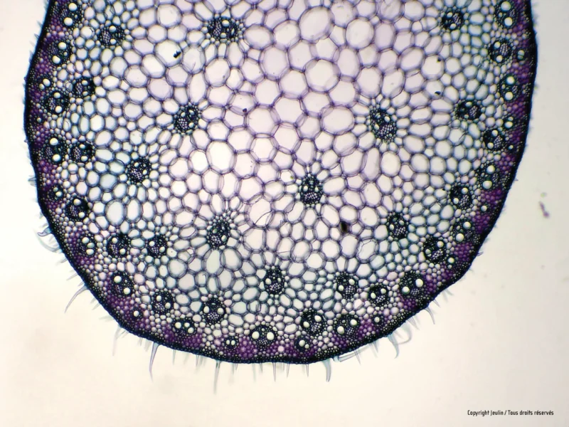 Mikroskopisk billede af plantestamme med Kit til plantevævsfarvning (xylem og floem) viser farvede vaskulære bundter og cellestrukturer.