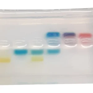 Kit Principperne for elektroforese har en 6-brønds agarosegel med blå, gule og røde bånd, der adskilles ved elektroforese.