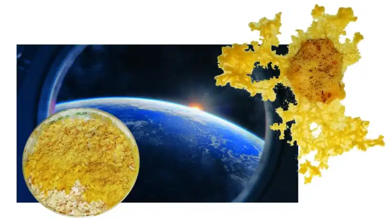 108039_2 - LabDidakt.dk Kit Blob og vækstmateriale - Discovery-pakke med slimform, vækstmedie og motiv af Jorden set fra rummet ved solopgang.