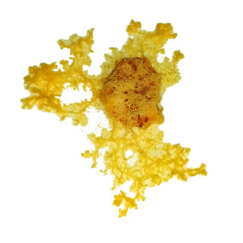 108039_3 - LabDidakt.dk En gul slimform fra Kit Blob og vækstmateriale breder sig uregelmæssigt på hvidt med en struktureret midte og forgrenede kanter.