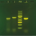Et gelbillede fra "PCR-kit søger efter AMEL-genet i fugle" viser bane 1, 2, PM og 3 med tydelige DNA-bånd.