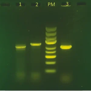 Et gelbillede fra "PCR-kit søger efter AMEL-genet i fugle" viser bane 1, 2, PM og 3 med tydelige DNA-bånd.