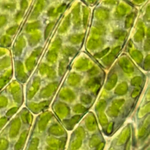 Mikroskopisk billede af planteceller med kloroplaster, som indgår i vores PCR-kit til kloroplastisk genoverførsel RuBisCO.