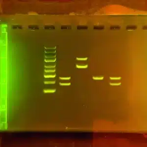 En Bi-mikrobiomkit (DNA-elektroforese)-gel viser flere DNA-bånd og en klar DNA-stige under UV-lys.