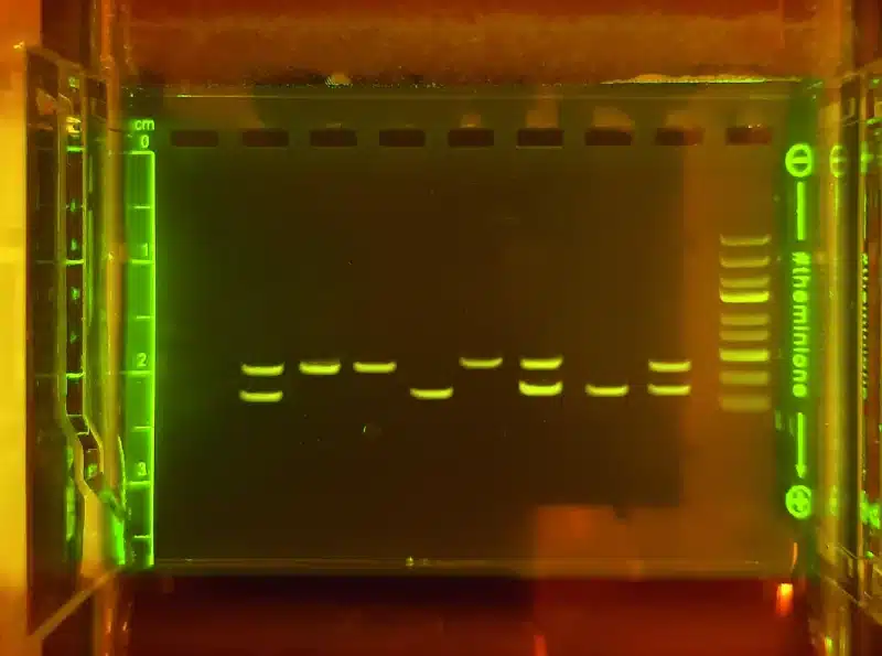 117229_de__tection_PTC_0c4c - LabDidakt.dk PTC-følsomhedskit (DNA-elektroforese) viser vandrette DNA-bånd af forskellig længde i flere baner.