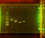 En AMEL-genudviklingskit (DNA-elektroforese)-gel viser en DNA-stige og prøvebånd på en gulfarvet agarosegel.