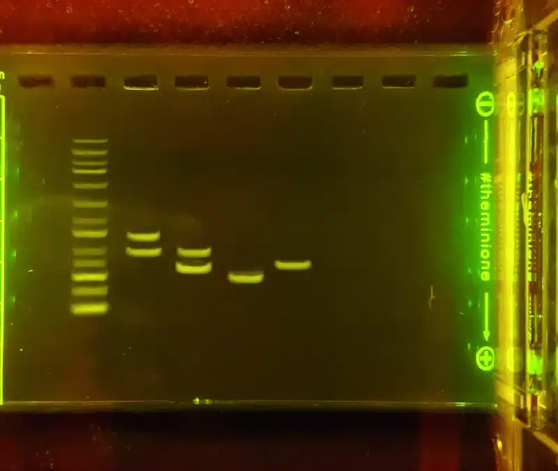 En AMEL-genudviklingskit (DNA-elektroforese)-gel viser en DNA-stige og prøvebånd på en gulfarvet agarosegel.