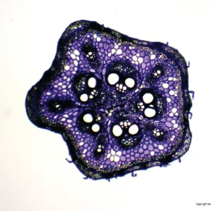 Mikroskopiske præparater: Angiospermer - Bryony