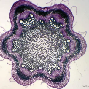Mikroskopiske præparater: Angiospermer - Klematis