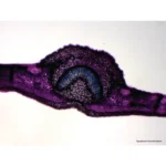 Mikroskopisk tværsnit af angiospermer: bladstamme med lilla og blåfarvet karvæv.