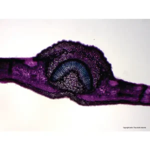 Mikroskopisk tværsnit af angiospermer: bladstamme med lilla og blåfarvet karvæv.