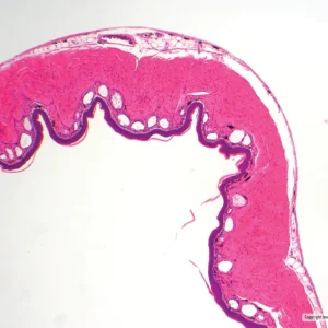 Mikroskopiske præparater: Histologi af hvirveldyr - Frøskind