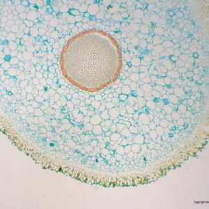 Mikroskopiske præparater: Svampe - Orkidérod