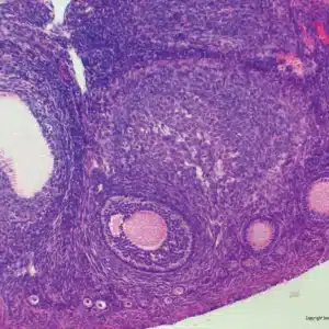 Mikroskopiske præparater: Histologi af hvirveldyr - Kaninæggestok
