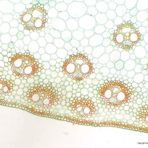 Mikroskopiske præparater: Angiospermer - Majs