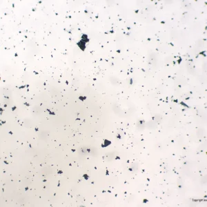 Forberedelsesslide Jordbakterier Gr viser små, uregelmæssige sorte partikler på hvidt, som forstørret støv eller snavs.