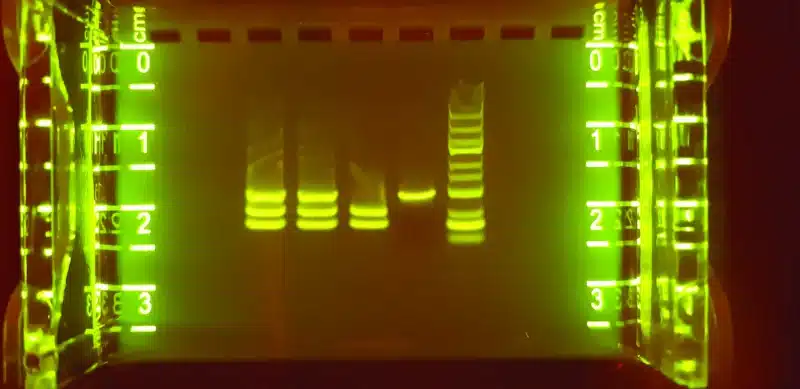 Seglcelletest (DNA-elektroforese) gel viser lysende DNA-bånd i flere baner, der er synlige mellem nummererede linealer på hver side.
