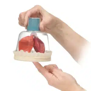 En hånd holder pulmonalventilationsmodellen med ballonlunger i en klar kuppel, mens en anden hånd trækker i en ballon ved bunden.