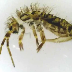 Mikrofauna/mesofauna biodiversitet i jord i mikrorør