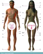 Diagram, der viser en nøgen mand og kvinde med franske etiketter for anatomi, relateret til Genetisk testkit til Frasier syndrom (DNA-elektroforese).
