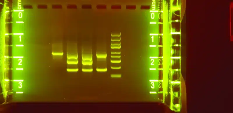 En fluorescensfarvet DNA-gel fra Antibiotikaresistenssættet viser tydelige bånd og en synlig stige med sidemarkører.