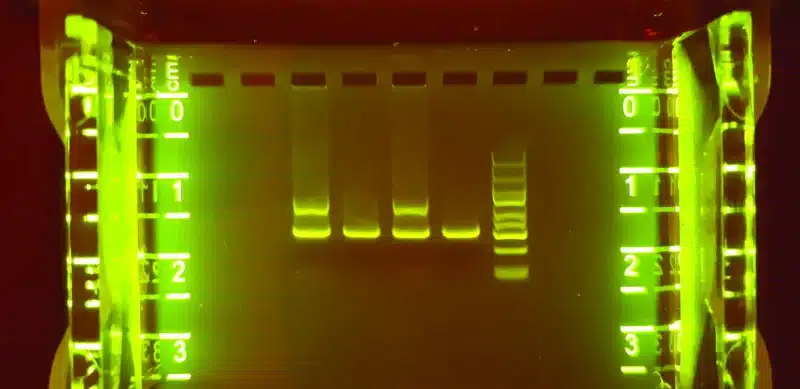 En fluorescensfarvet agarosegel fra Kit RuBisCO gener RbcL RbcS viser fem DNA-bånd med linealskalaer på begge sider.