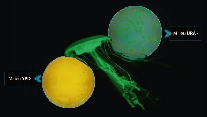 Kit_transge__ne__se_levure_117115_1_a7f1 - LabDidakt.dk