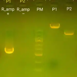 Gult gelbillede, der viser DNA-bånd i mærkede baner for PCR, ladder og kontrol med PCR-kit påvisning af antibiotikaresistens.
