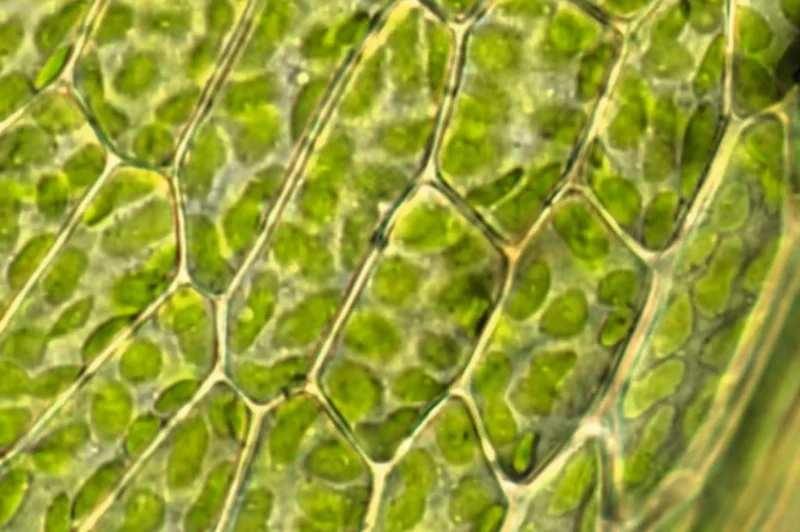 Nærbillede af planteceller under et mikroskop, der fremhæver cellevægge og kloroplaster ved hjælp af Kit RuBisCO gener RbcL RbcS (DNA elektroforese).
