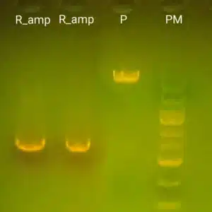 En PCR Express Kit-gel viser fire baner mærket R_amp, R_amp, P og PM med synlige DNA-bånd.