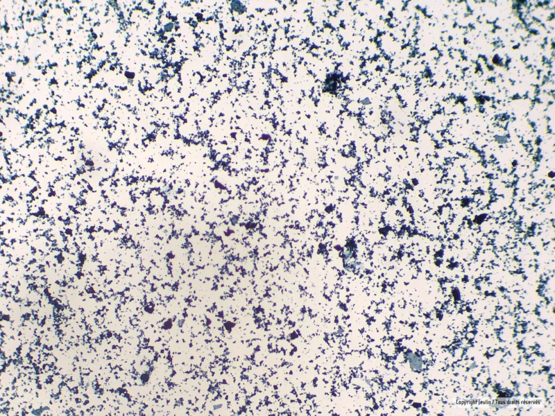 Staphylocoque_575372_1_3024 - LabDidakt.dk Mikroskopisk billede af blå og lilla farvede Stafylokokker på Forberedelsesglas mod en lys baggrund.