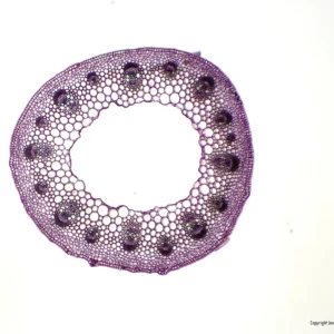 Mikroskopiske præparater: Angiospermer - Primær tokimbladet stængel