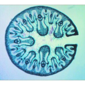 Mikroskopiske præparater: Angiospermer - Oyat (meget godt eksempel på tilpasning til xerofytisme)