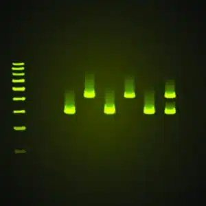 En fluorescerende gel viser PCR Kit Alu Sekvenslocus PV92 DNA-stigen til venstre og seks grønbåndede prøvebaner.