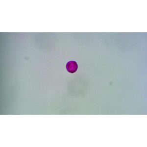 Mikroskopiske præparater: Angiospermer - Robinie-pollen