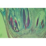 Mikroskopisk billede af et tværsnit af en Bryophytter-stængel, der viser karbundter farvet grønt, rødt og lilla.