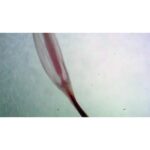 Nærbillede af Forberedelsesglas: Helskum med, en gennemskinnelig, aflang lyserød struktur på en lys, sløret baggrund.