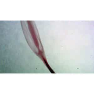 Nærbillede af Forberedelsesglas: Helskum med, en gennemskinnelig, aflang lyserød struktur på en lys, sløret baggrund.