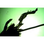 Nærbillede af mikroskopiske præparater: Pteridofytter - Hele mosset med sporogonium under green-lit mikroskopi.