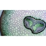 Mikroskopisk dias af Pteridophyte (bregne) stængel viser varierede cellestørrelser og et vaskulært bundt, "Mikroskopiske præparater: Bregne.