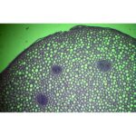 Mikroskopisk billede af Forberedelsesglas: Polypodisk rhizom viser klyngede celler og cirkulære vaskulære bundter på grøn baggrund.