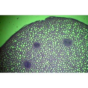 Mikroskopisk billede af Forberedelsesglas: Polypodisk rhizom viser klyngede celler og cirkulære vaskulære bundter på grøn baggrund.