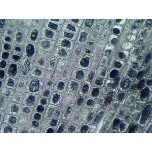 Mikroskopiske præparater: Angiospermer - Mitose hæmatoxylin (hyacintrod: den mest demonstrative)