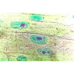 Mikroskopiske præparater: Angiospermer - DNA-RNA løgrod