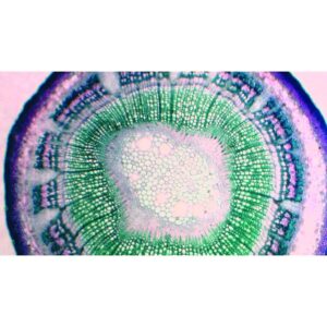 Mikroskopiske præparater: Angiospermer - Forårs- og sommertræ