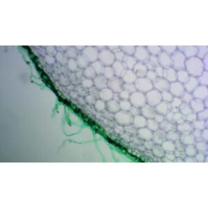 Mikroskopiske præparater: Angiospermer - Rod Absorberende Hår